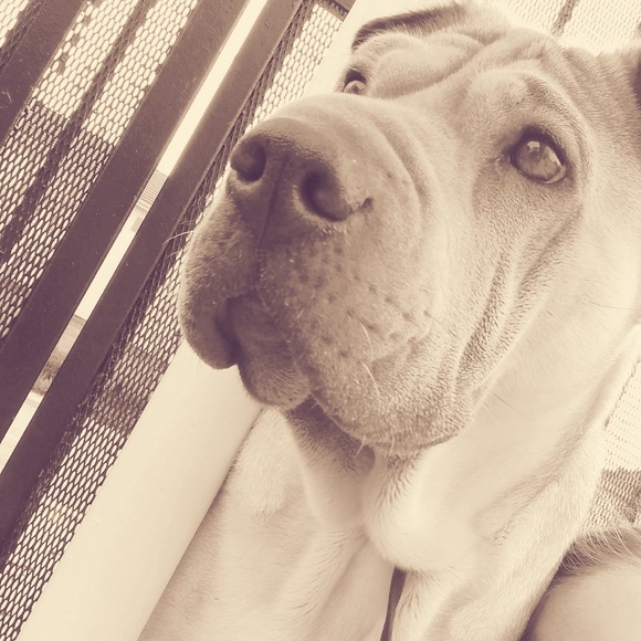 Meet your Poshers, DaPursePlace! - Picture 9 of 15